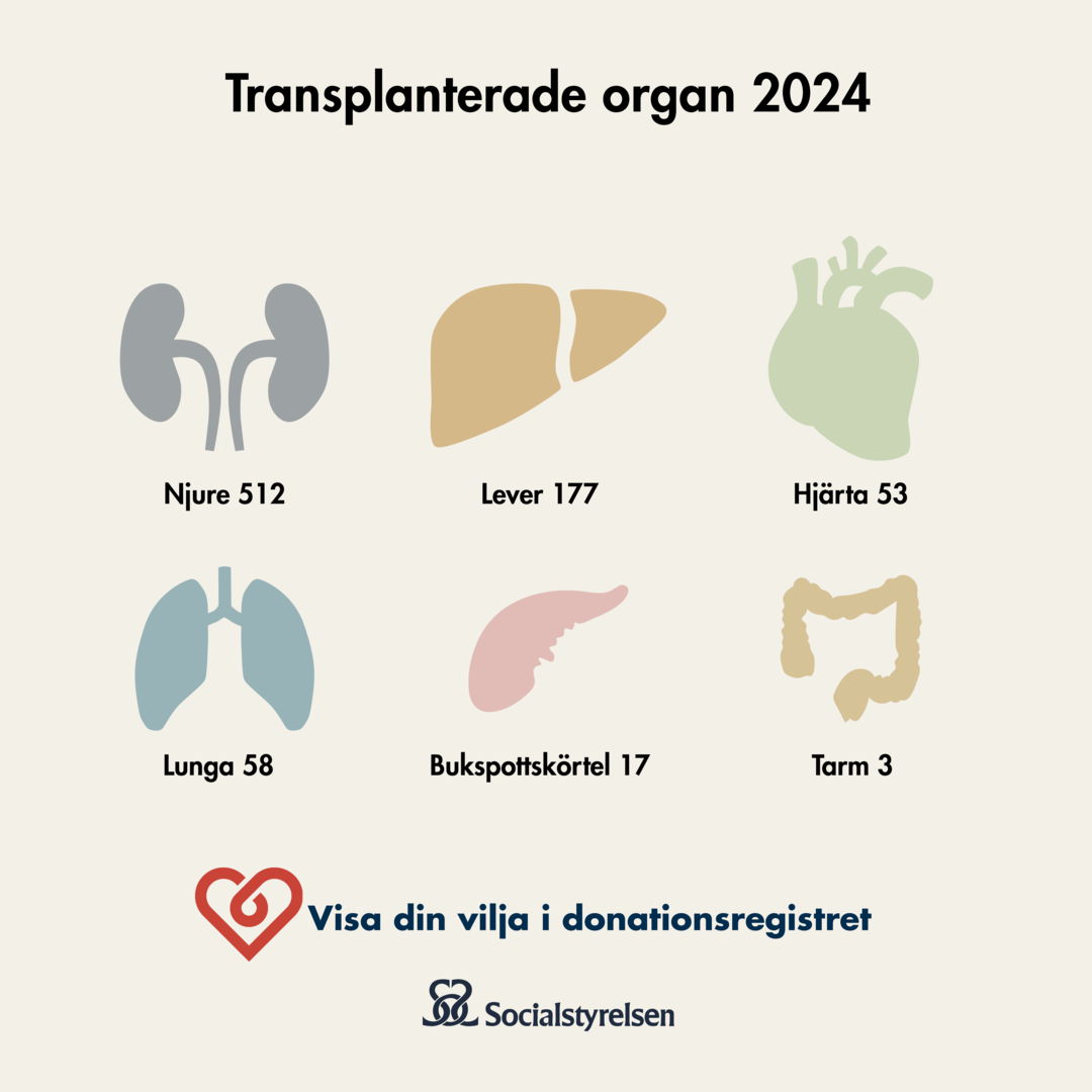 Transplantationer 2024